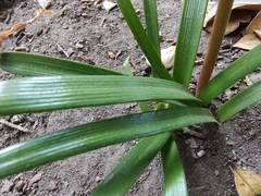 Zephyranthes drummondii