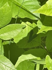 Gnamptopelta obsidianator