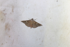 Banisia