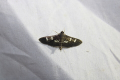 Desmia deploralis