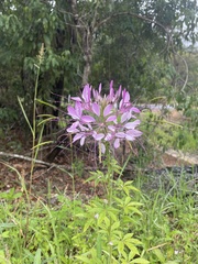Cleome houtteana