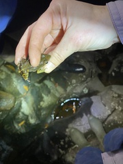 Lithobates warszewitschii