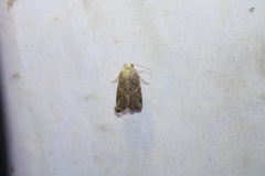 Gonodes liquida