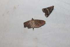 Pilocrocis ramentalis