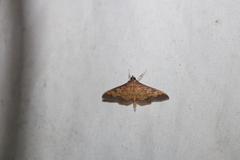 Diacme phyllisalis