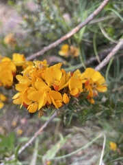 Oxylobium ellipticum