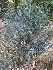 Acacia aphylla