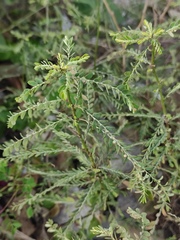 Phyllanthus