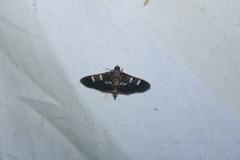 Desmia deploralis