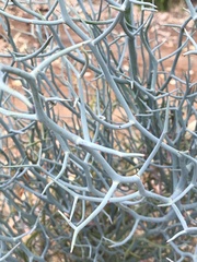 Acacia aphylla