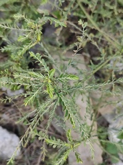 Phyllanthus