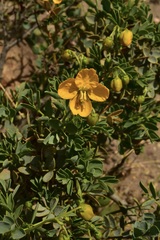 Senna arnottiana