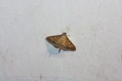 Diacme phyllisalis