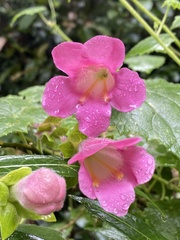 Lophospermum erubescens