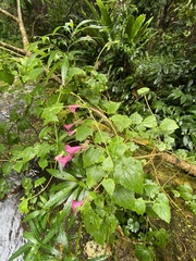 Lophospermum erubescens