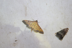 Diacme mopsalis