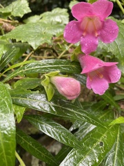 Lophospermum erubescens