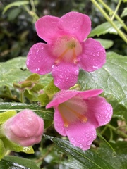 Lophospermum erubescens