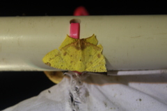 Nepheloleuca floridata