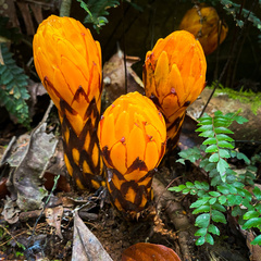 Hachettea austrocaledonica