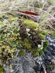 Cladonia deformis
