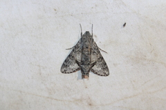 Cautethia grotei