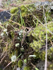 Cladonia deformis