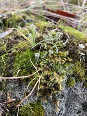Cladonia deformis