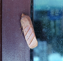 Asta quadrilinea