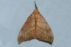 Gangarides dharma