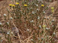 Haplopappus foliosus