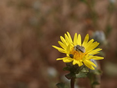 Haplopappus foliosus