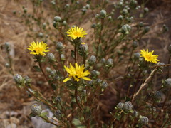 Haplopappus foliosus
