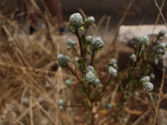 Haplopappus foliosus