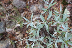 Stevia lucida