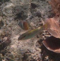 Halichoeres scapularis