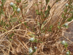 Haplopappus foliosus
