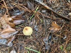 Lepiota magnispora