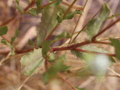 Haplopappus foliosus