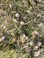 Melaleuca squarrosa