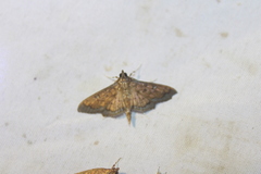 Diacme phyllisalis