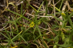 Azorella prolifera