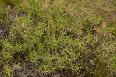 Azorella prolifera