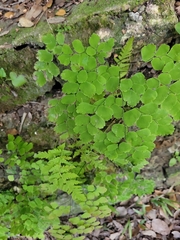 Adiantum tenerum