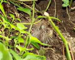 Heterogeomys hispidus