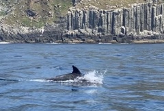 Delphininae