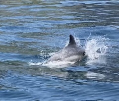 Delphininae