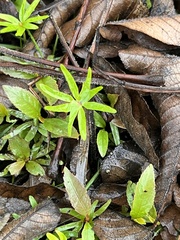 Alternanthera sessilis