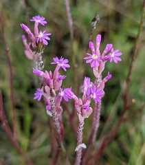 Polygala adenophora