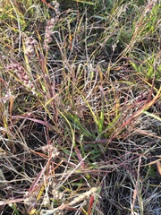 Cenchrus echinatus